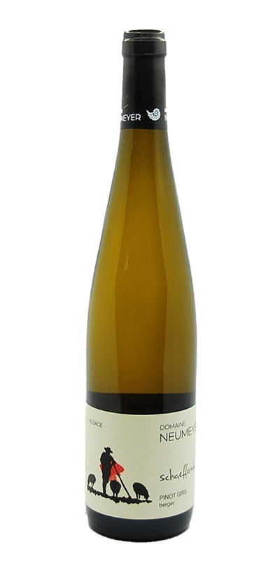 Image of AOP Alsace Pinot gris Berger Schaefferstein